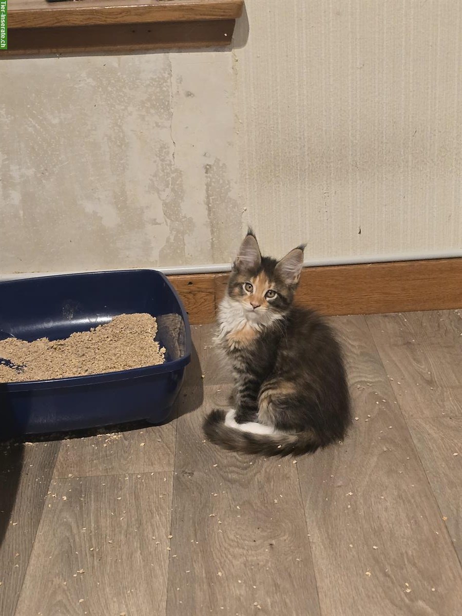 Reinrassige Maine Coon Kitten, männlich & weiblich