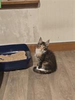 Reinrassige Maine Coon Kitten, männlich & weiblich