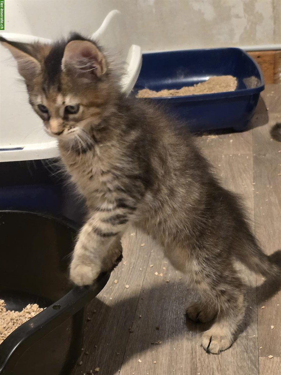Bild 2: Reinrassige Maine Coon Kitten, männlich & weiblich