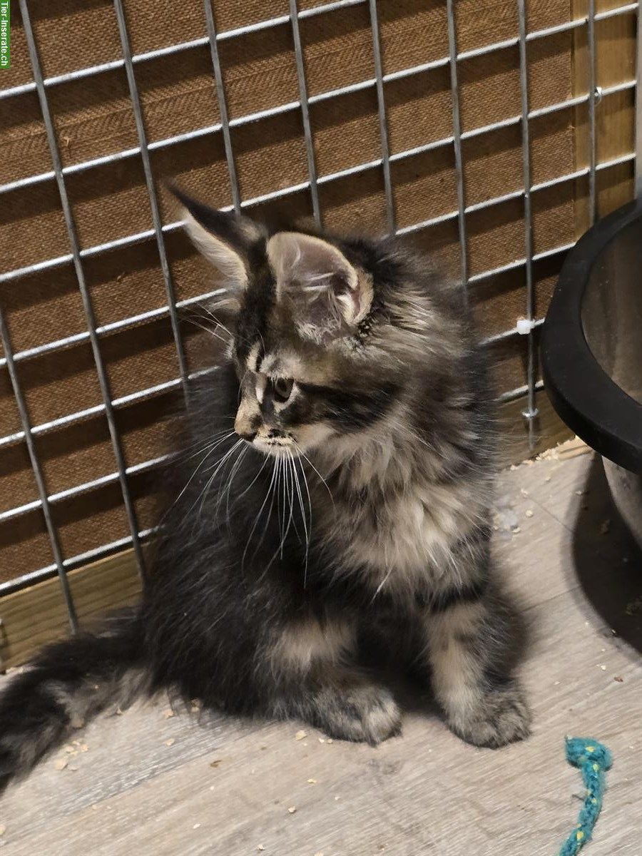 Bild 3: Reinrassige Maine Coon Kitten, männlich & weiblich