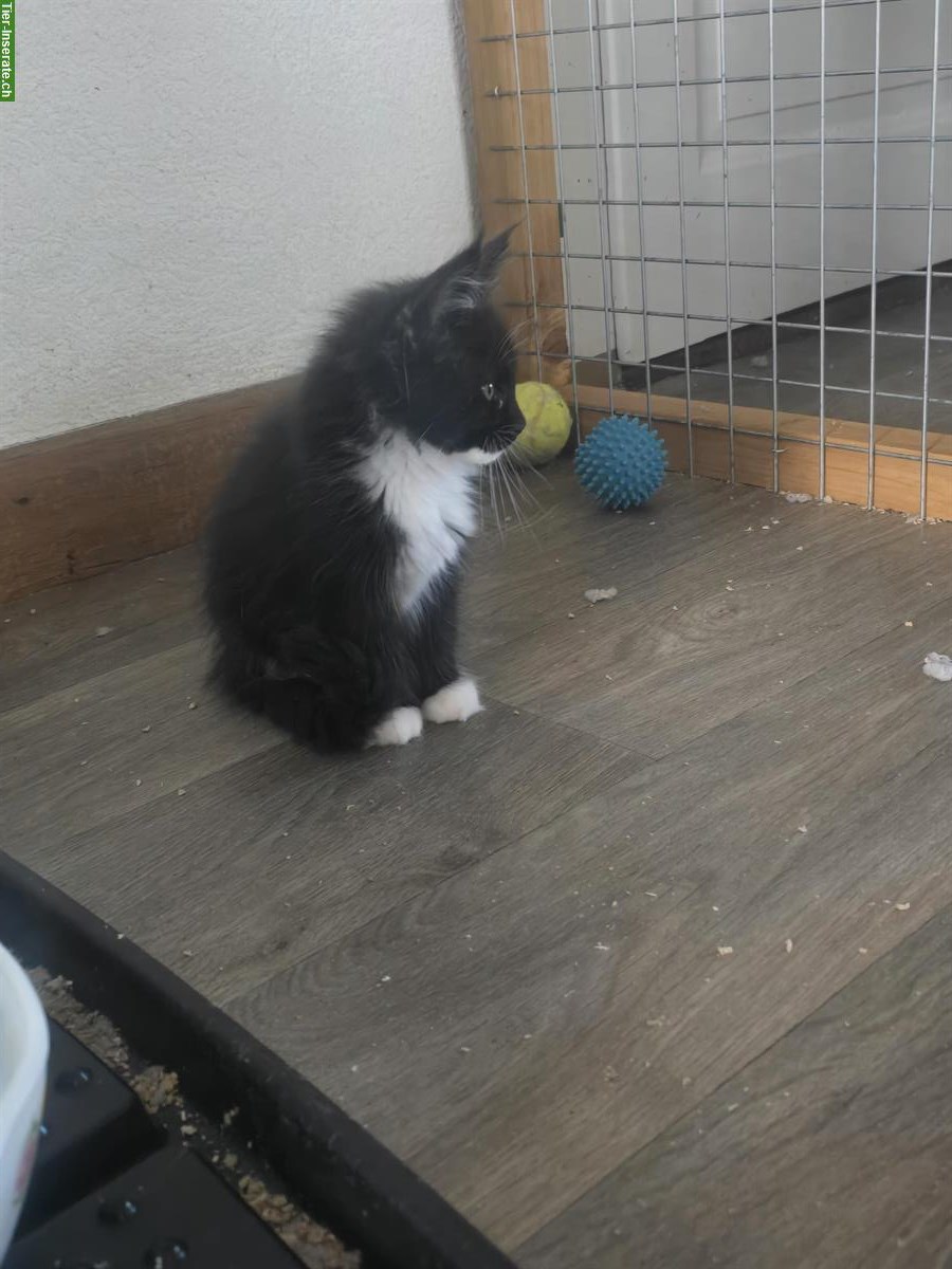 Bild 4: Reinrassige Maine Coon Kitten, männlich & weiblich