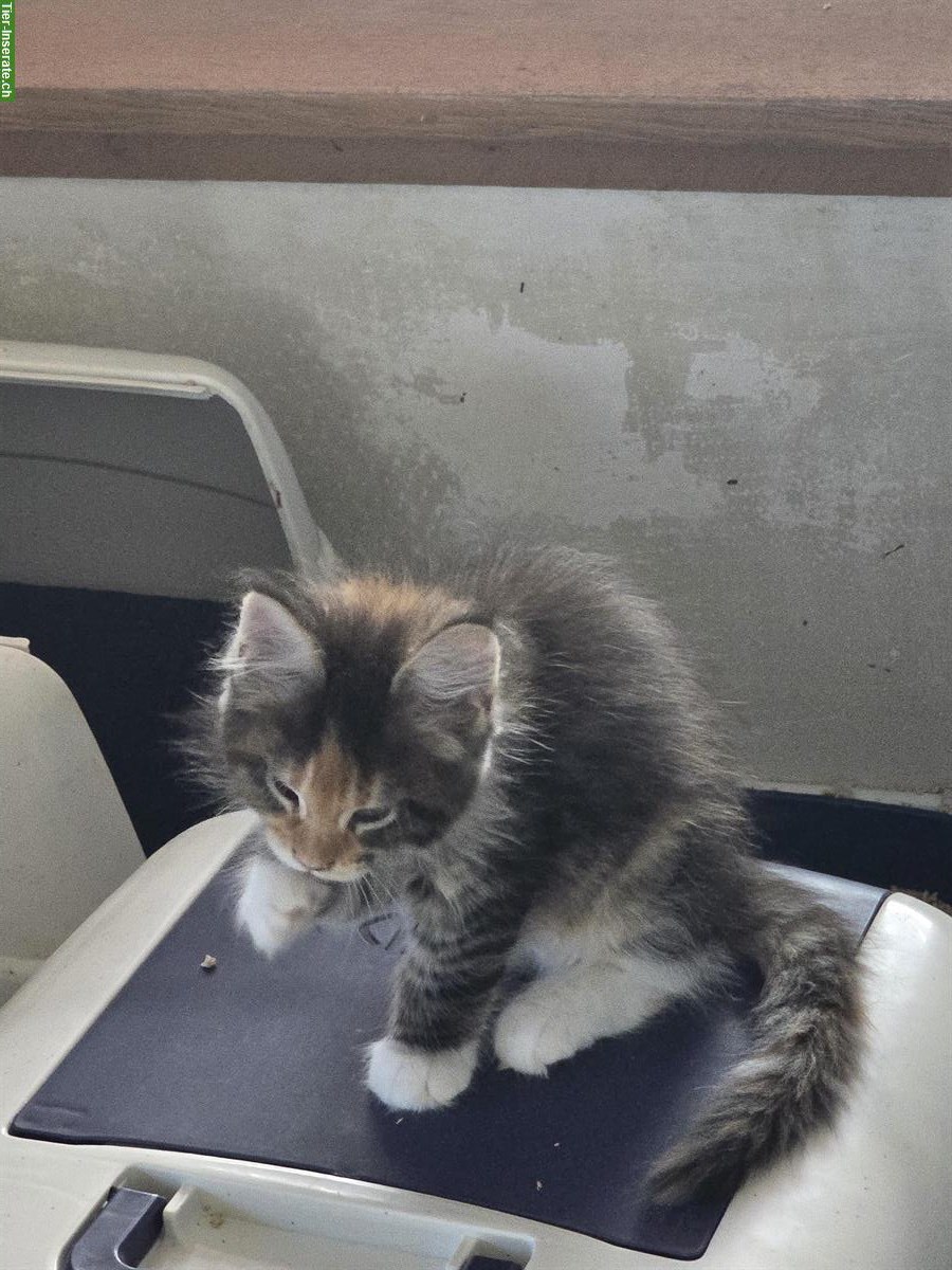 Bild 5: Reinrassige Maine Coon Kitten, männlich & weiblich