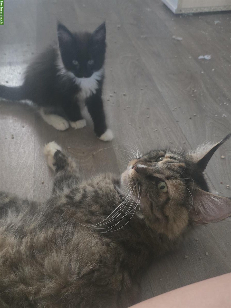 Bild 6: Reinrassige Maine Coon Kitten, männlich & weiblich