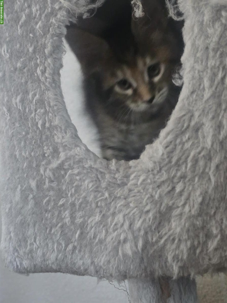 Bild 7: Reinrassige Maine Coon Kitten, männlich & weiblich