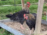 GRATIS: Marans-Mix Hähne aus Naturbrut