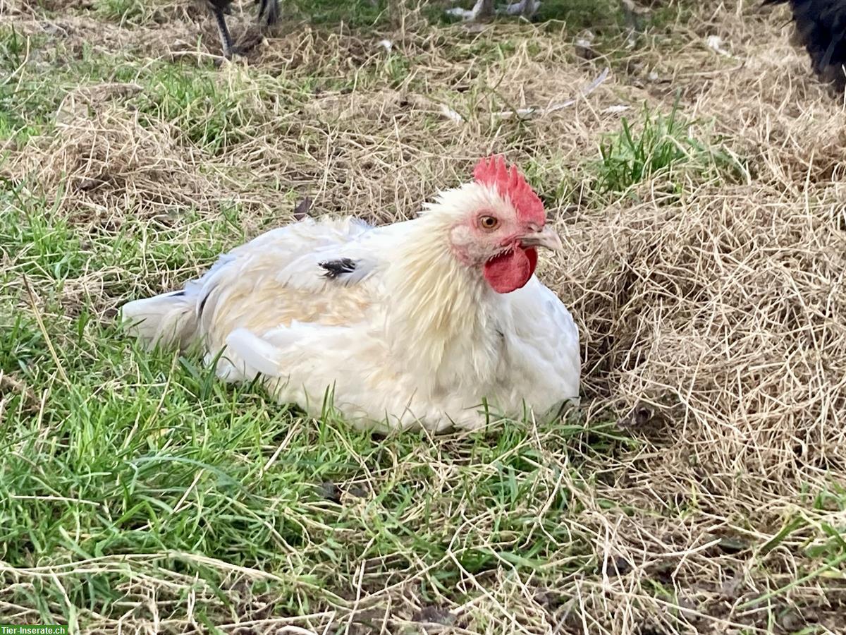 Bild 2: GRATIS: Marans-Mix Hähne aus Naturbrut