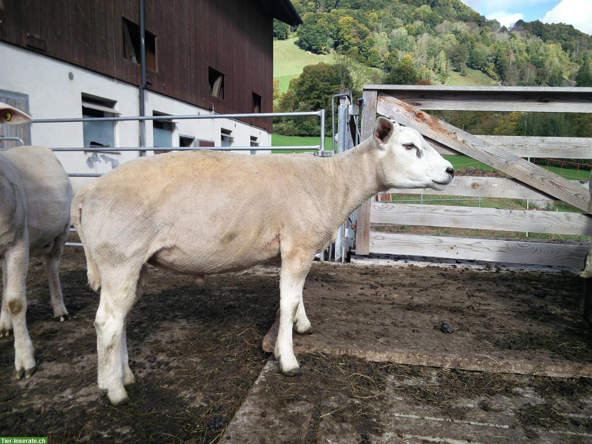 Texelbock zu verkaufen, Jahrgang 2024