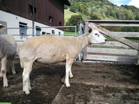 Texelbock zu verkaufen, Jahrgang 2024