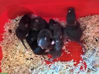 Süsse junge Ratten Babys suchen zuhause