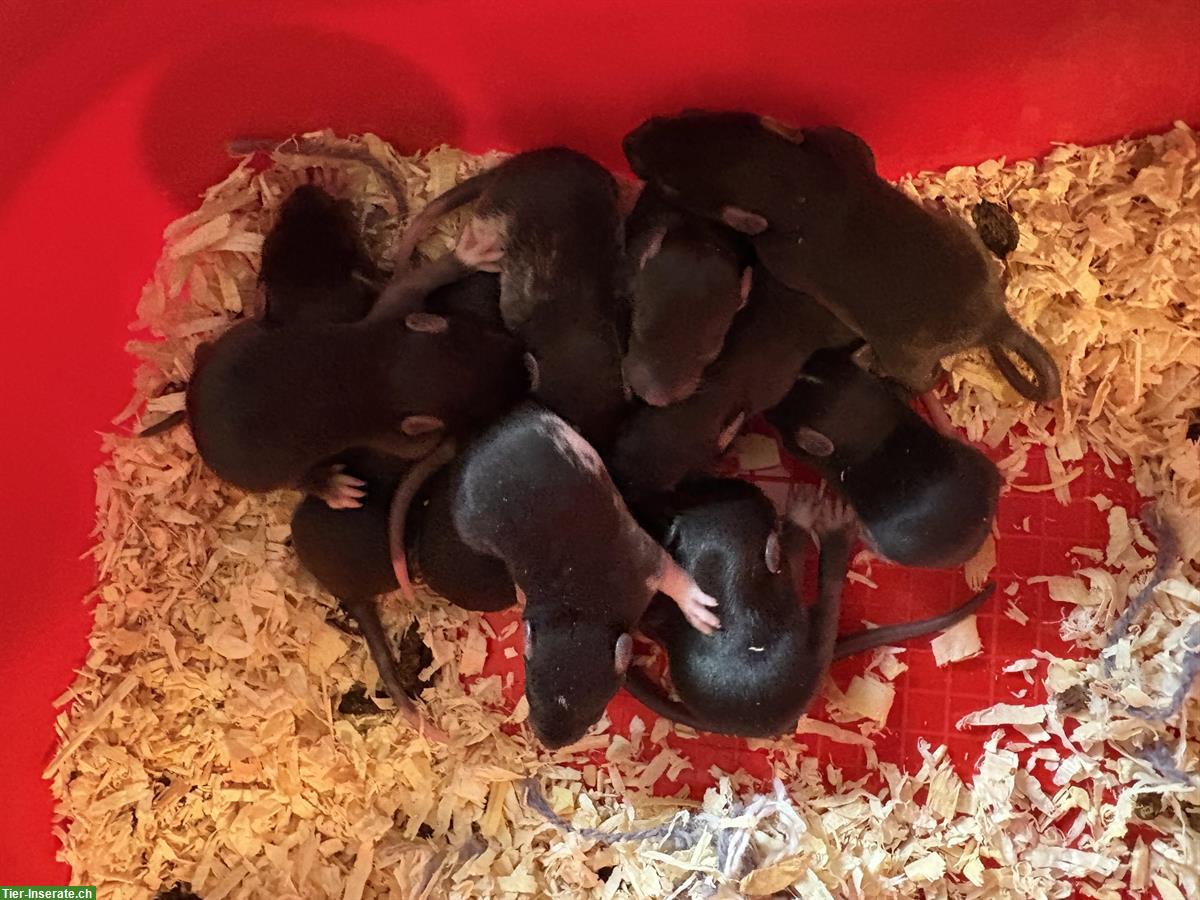 Bild 2: Süsse junge Ratten Babys suchen zuhause