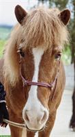 Suche Spazierbeteiligung für brave Isi-Stute in Niederrohrdorf AG