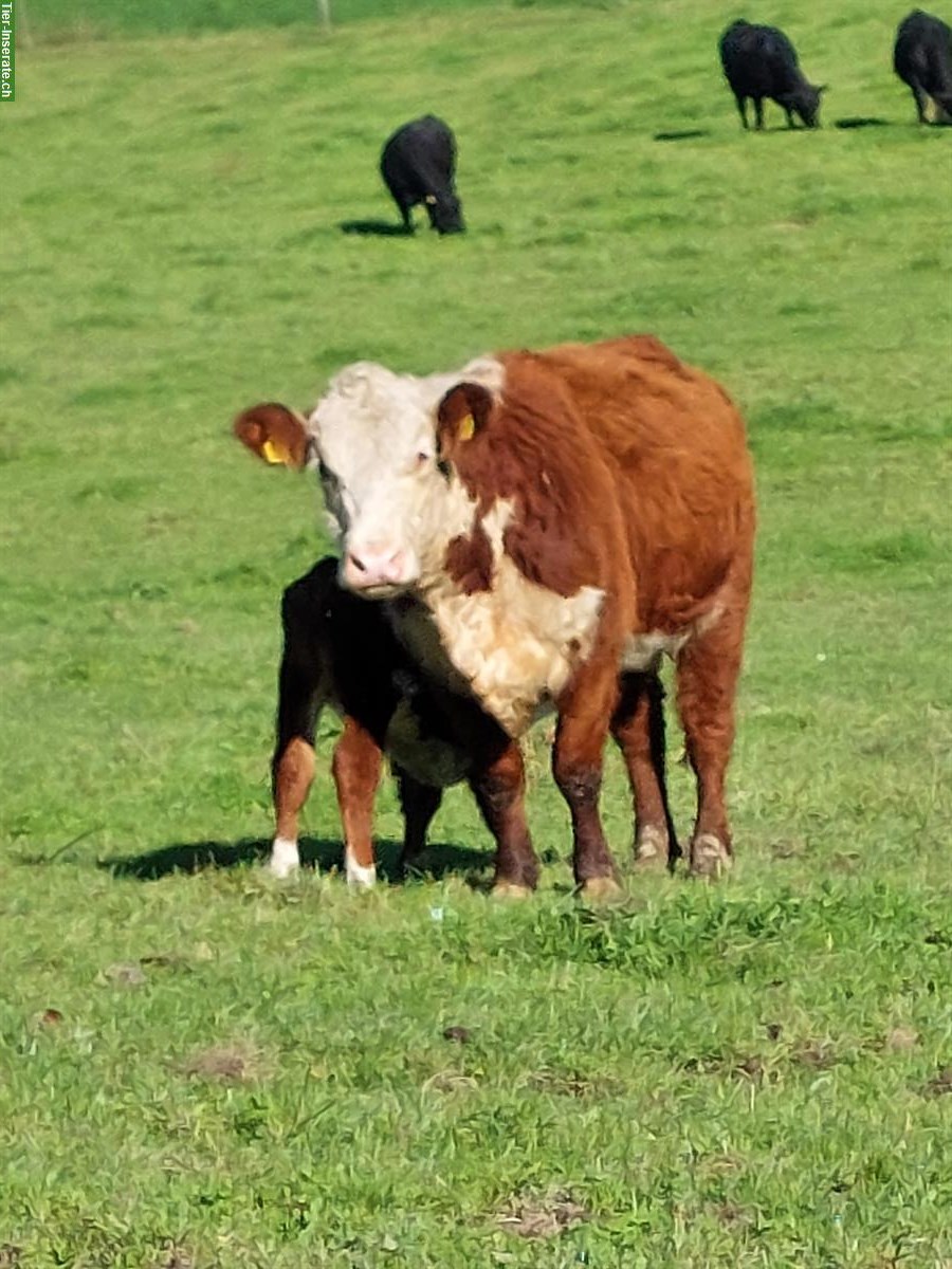 Junge Hereford Kuh mit Stierkalb