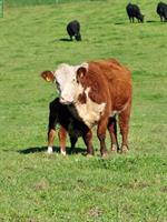 Junge Hereford Kuh mit Stierkalb