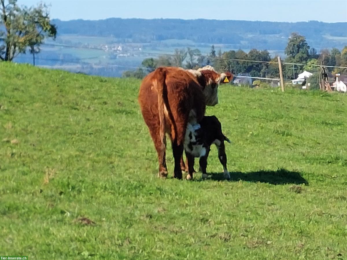 Bild 2: Junge Hereford Kuh mit Stierkalb