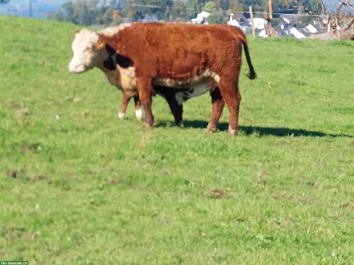 Bild 3: Junge Hereford Kuh mit Stierkalb