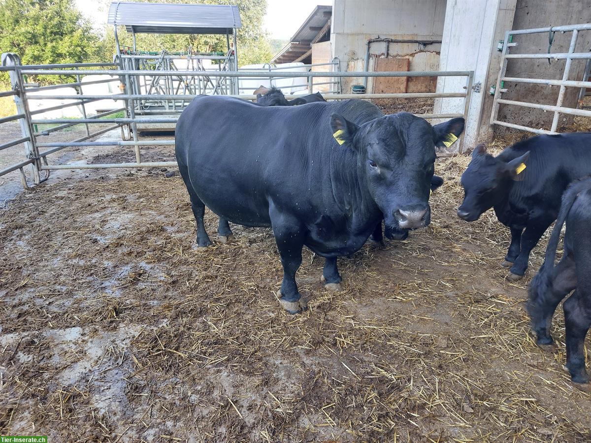 Handzahmer Dexter x LowLine Stier