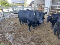 Handzahmer Dexter x LowLine Stier