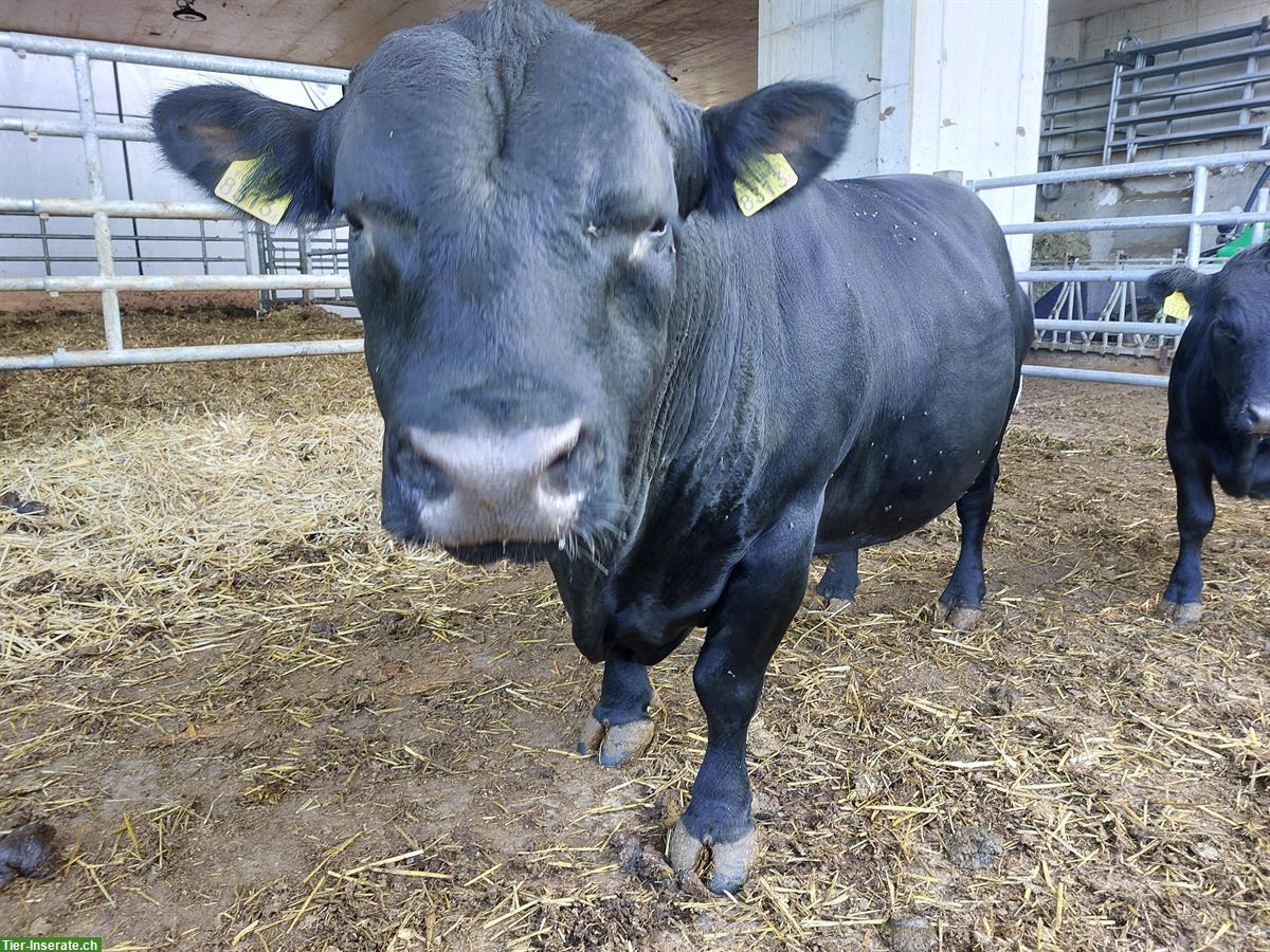Bild 2: Handzahmer Dexter x LowLine Stier