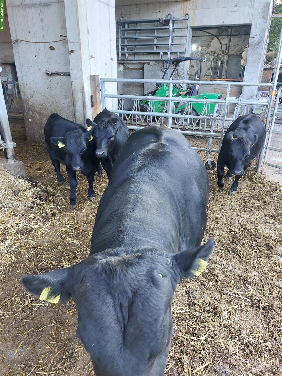 Bild 3: Handzahmer Dexter x LowLine Stier