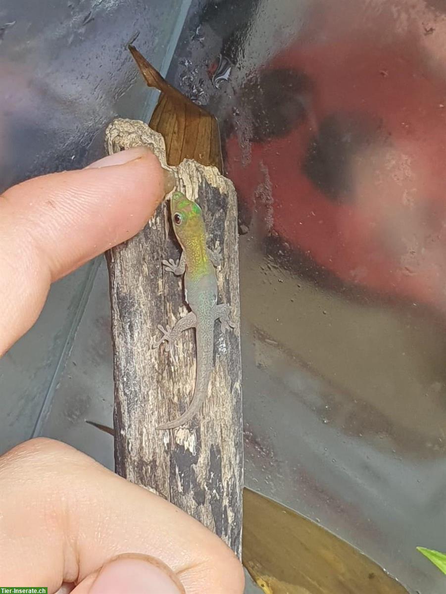 Junge Goldstaub Taggeckos, Phelsuma laticauda angularis