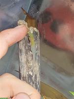 Junge Goldstaub Taggeckos, Phelsuma laticauda angularis