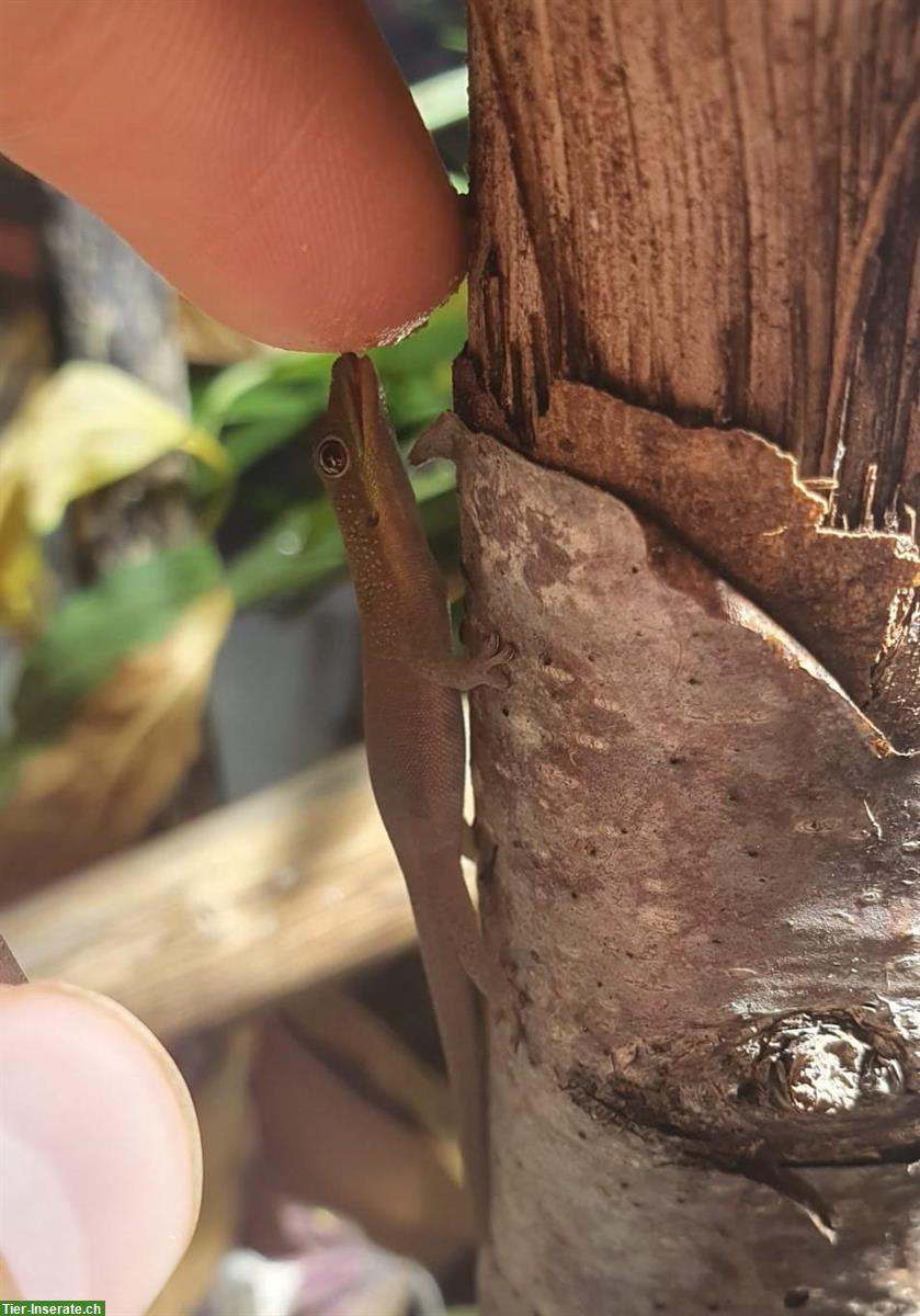 Bild 2: Junge Goldstaub Taggeckos, Phelsuma laticauda angularis