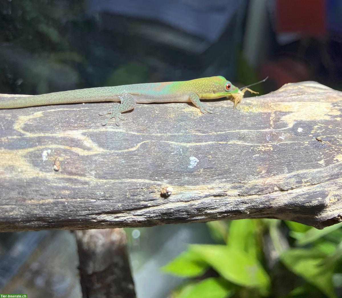 Bild 3: Junge Goldstaub Taggeckos, Phelsuma laticauda angularis