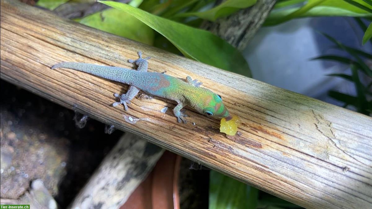 Bild 4: Junge Goldstaub Taggeckos, Phelsuma laticauda angularis