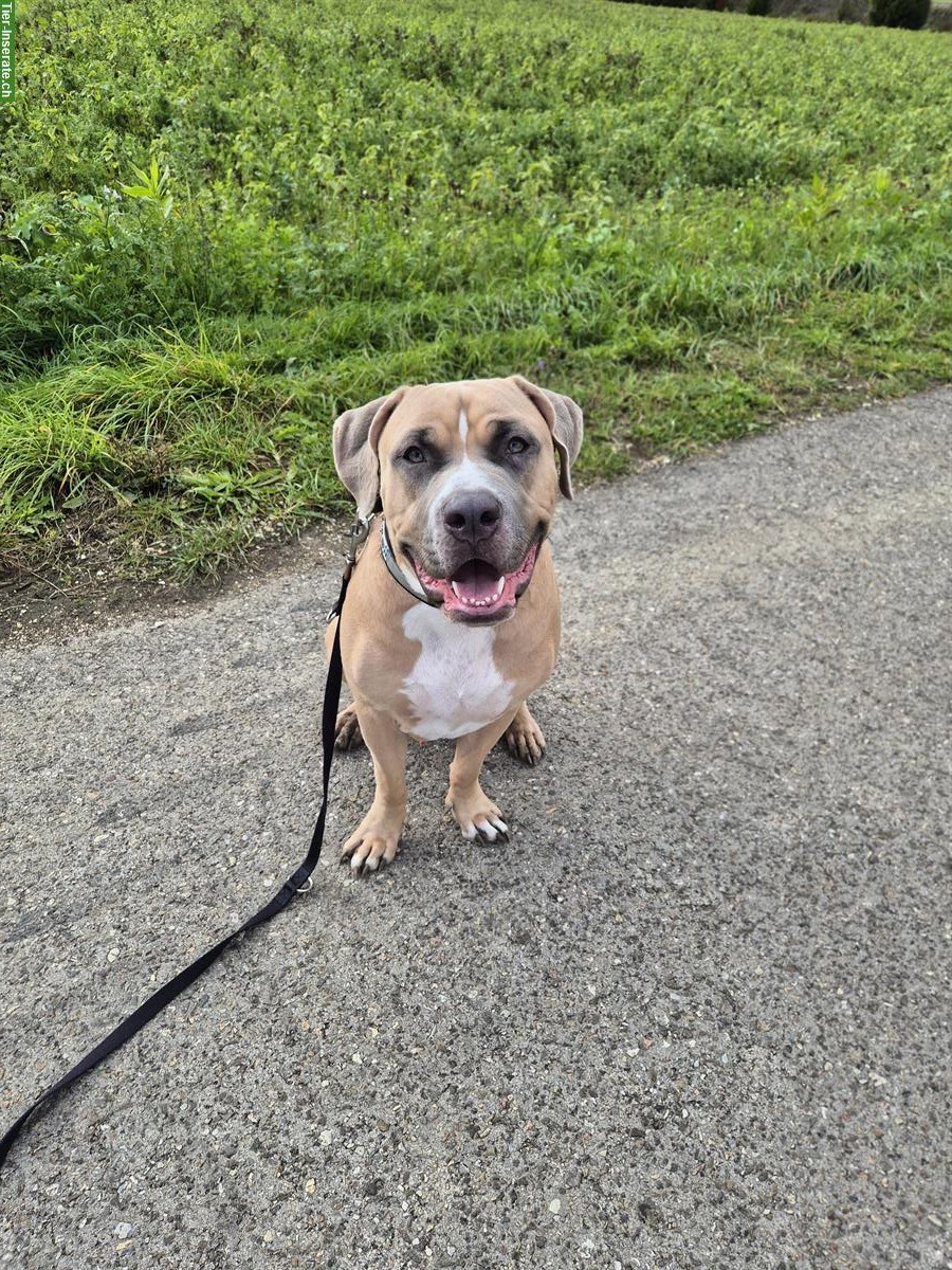Bild 3: 🐾 Liebenswerter American Bully XL sucht neues Zuhause 🏡