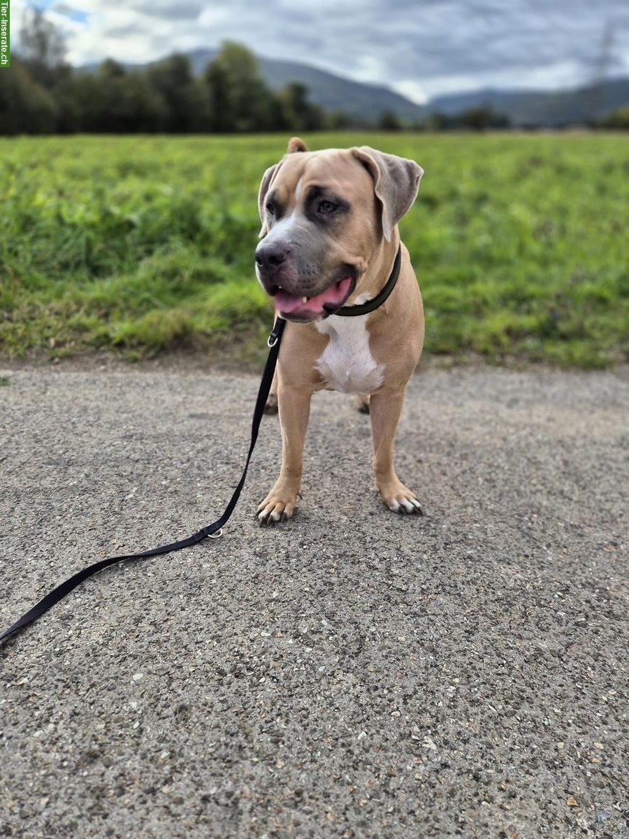 Bild 4: 🐾 Liebenswerter American Bully XL sucht neues Zuhause 🏡