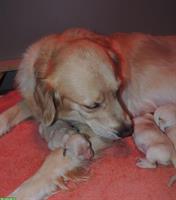 Golden Retriever Welpen suchen neue Familien