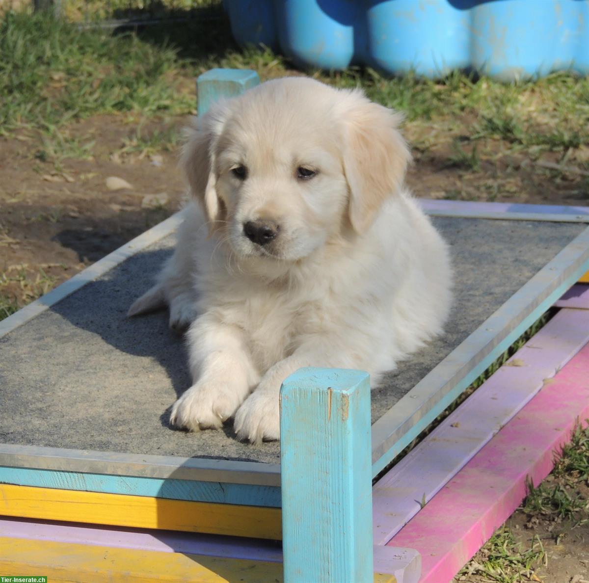 Bild 10: Golden Retriever Welpen suchen neue Familien