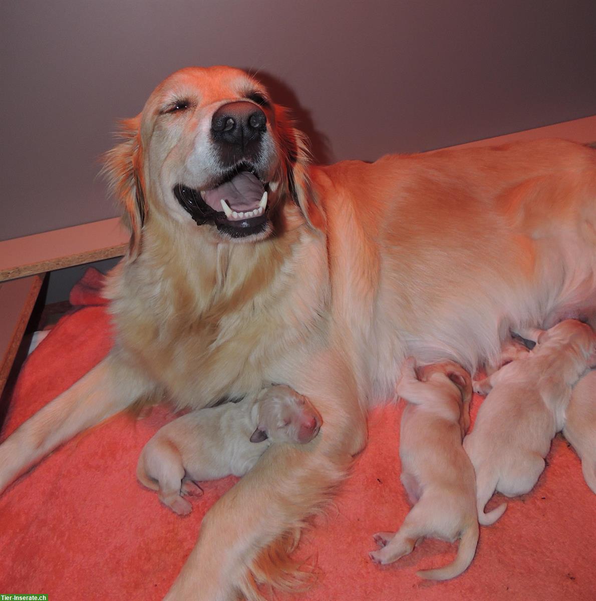 Bild 2: Golden Retriever Welpen suchen neue Familien