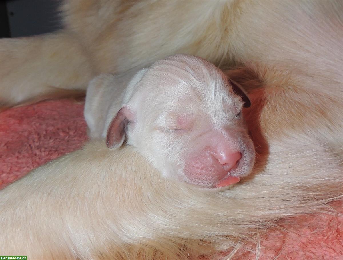 Bild 3: Golden Retriever Welpen suchen neue Familien