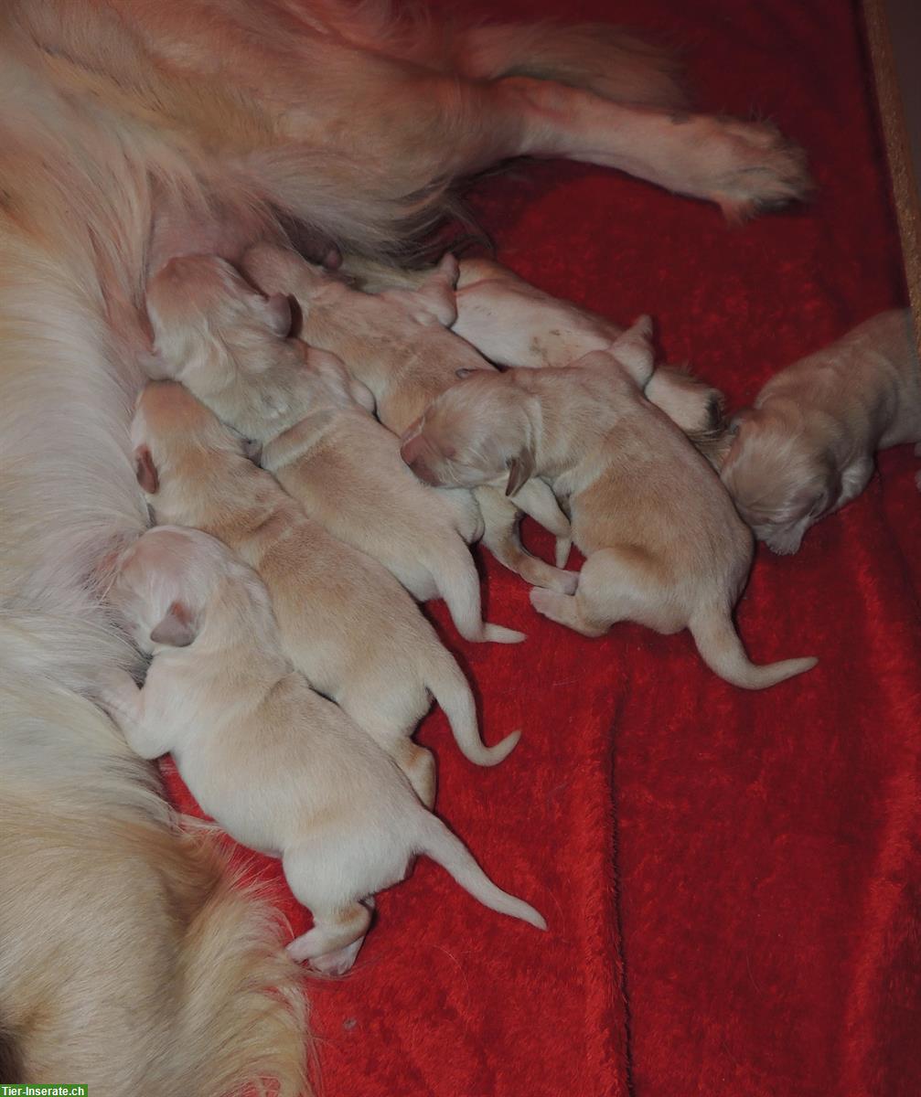 Bild 4: Golden Retriever Welpen suchen neue Familien