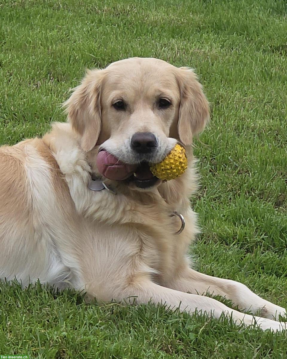 Bild 5: Golden Retriever Welpen suchen neue Familien