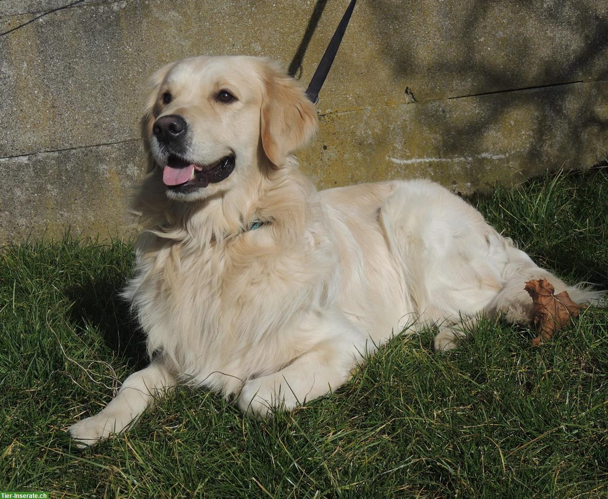 Bild 6: Golden Retriever Welpen suchen neue Familien