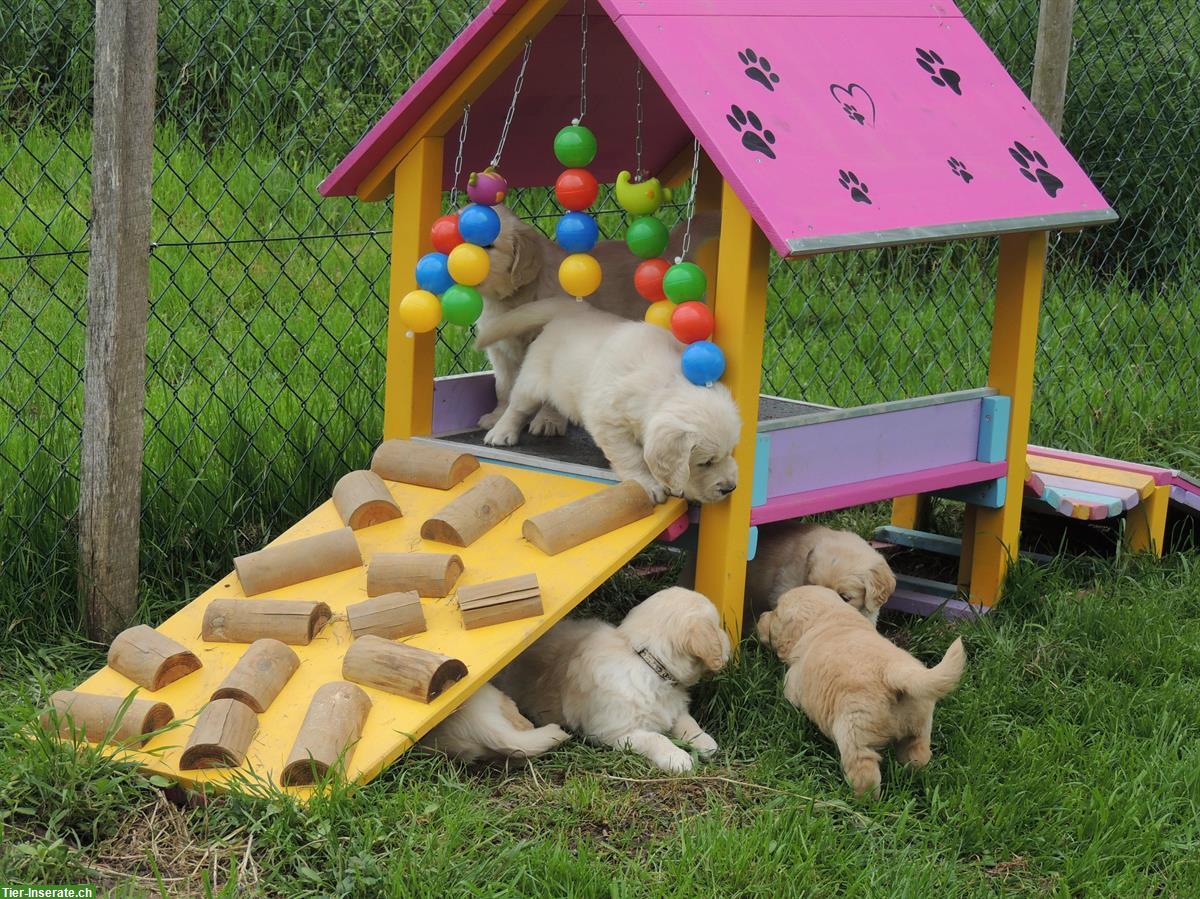 Bild 7: Golden Retriever Welpen suchen neue Familien