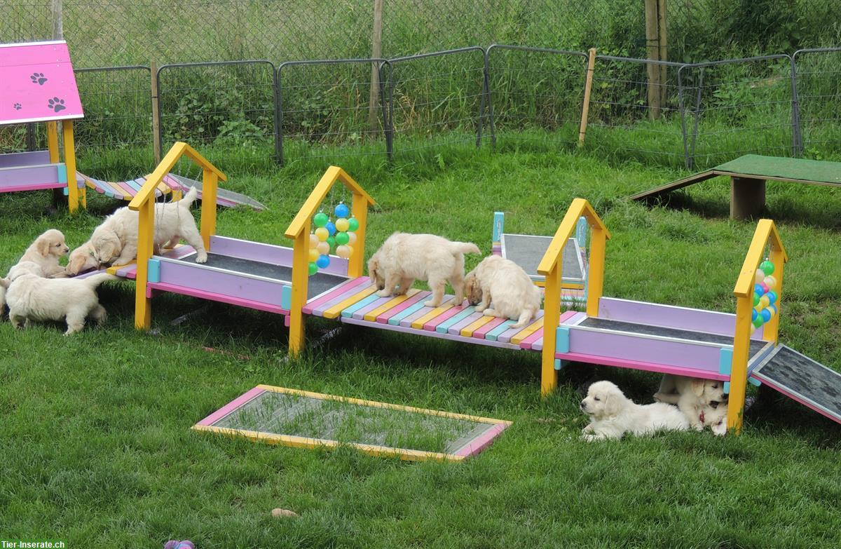 Bild 8: Golden Retriever Welpen suchen neue Familien