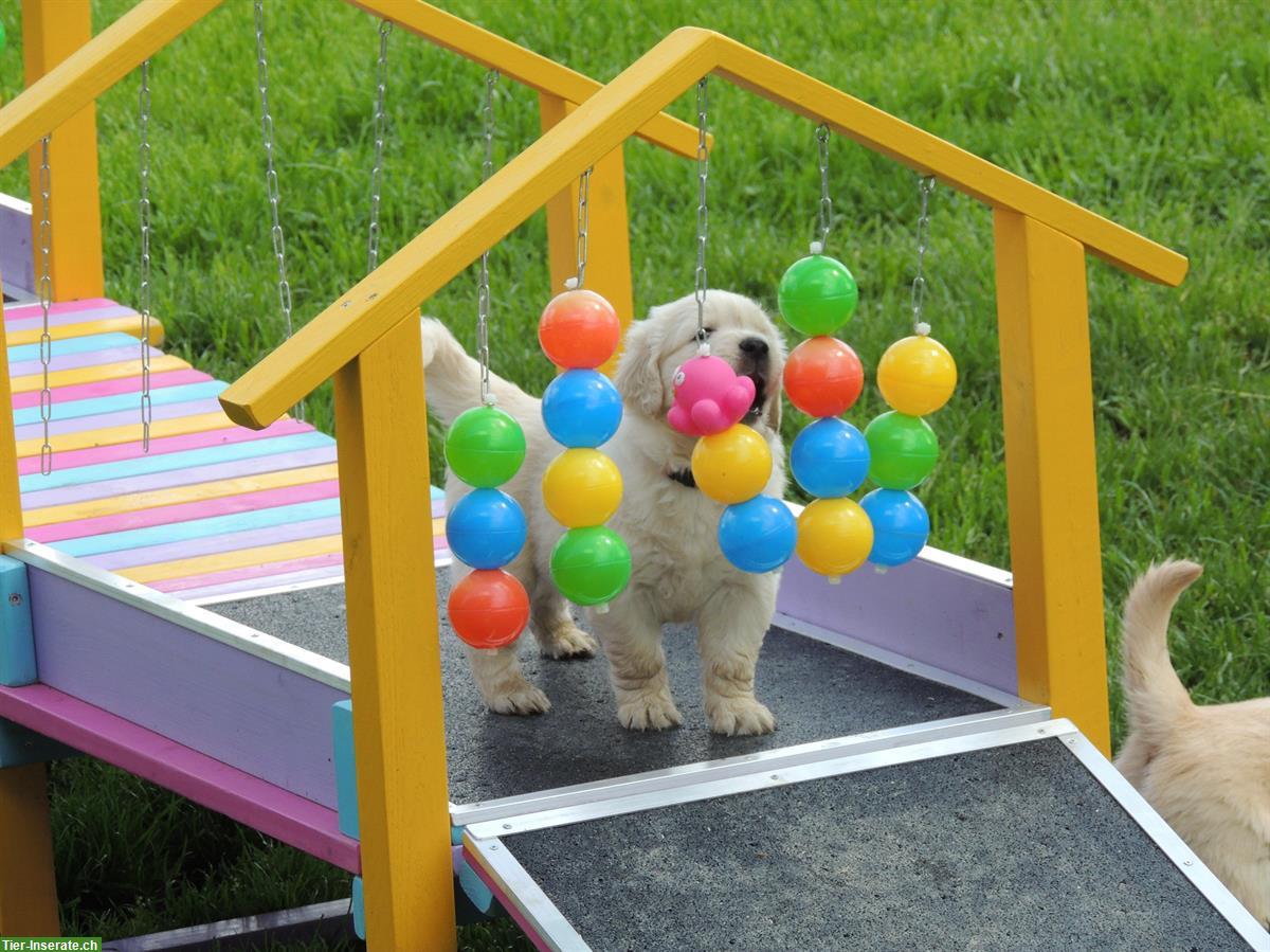 Bild 9: Golden Retriever Welpen suchen neue Familien
