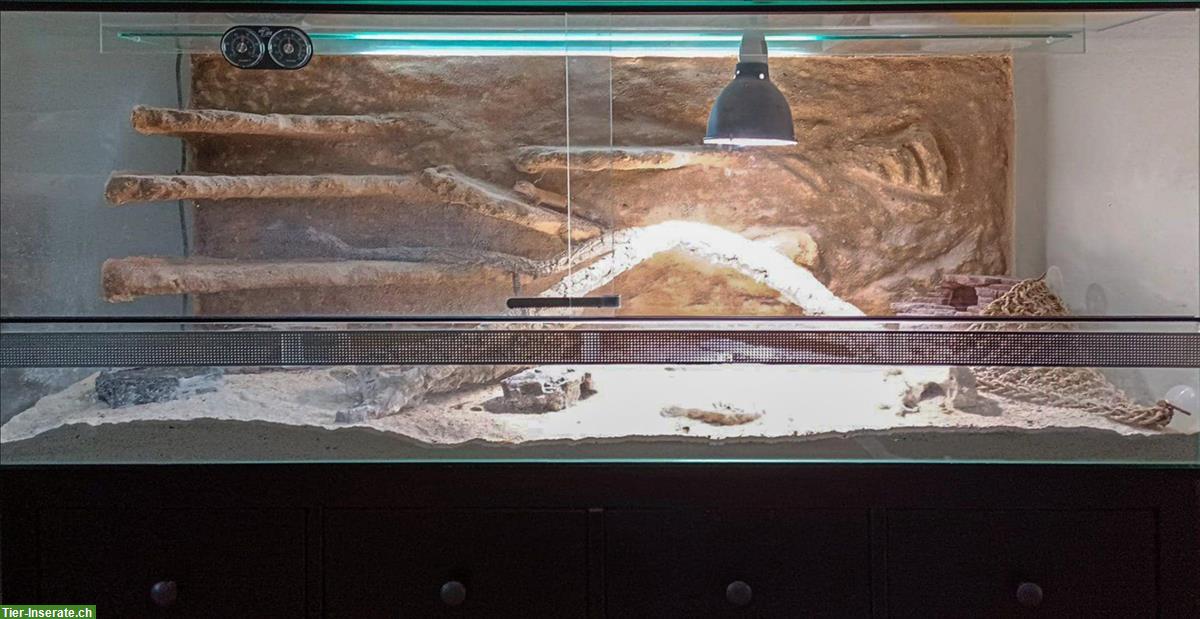 Grosses Glasterrarium für Reptilien und Amphibien