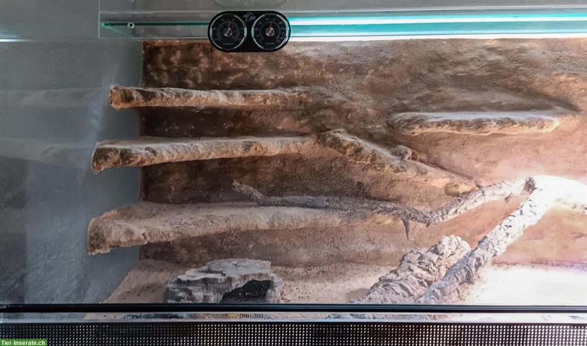 Bild 2: Grosses Glasterrarium für Reptilien und Amphibien