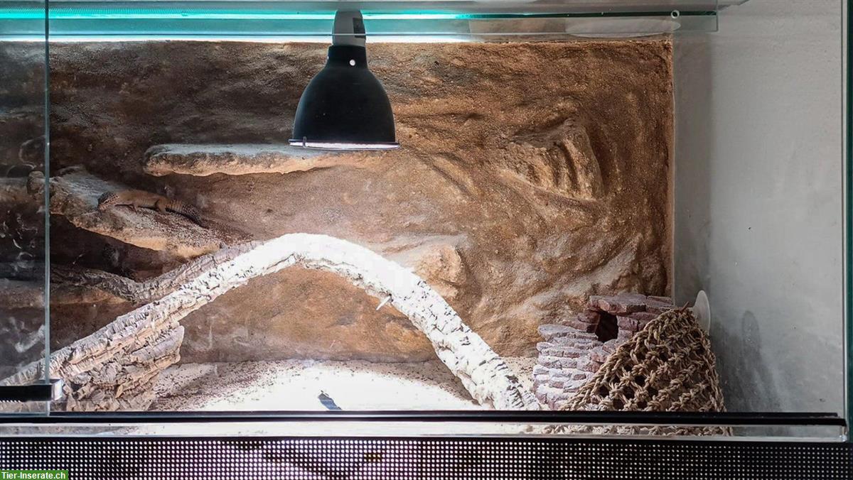 Bild 3: Grosses Glasterrarium für Reptilien und Amphibien