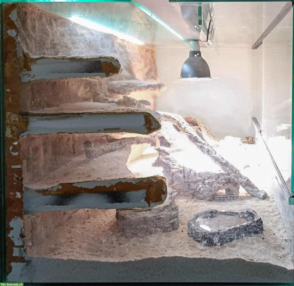 Bild 4: Grosses Glasterrarium für Reptilien und Amphibien