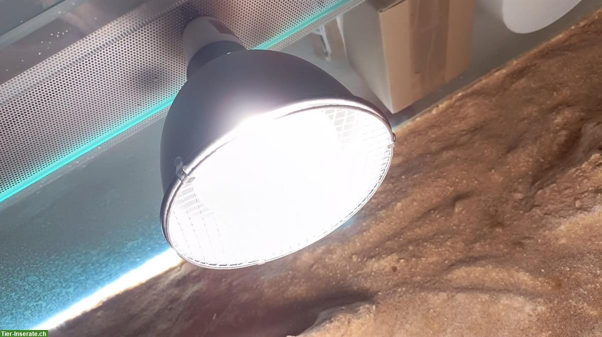 Bild 6: Grosses Glasterrarium für Reptilien und Amphibien