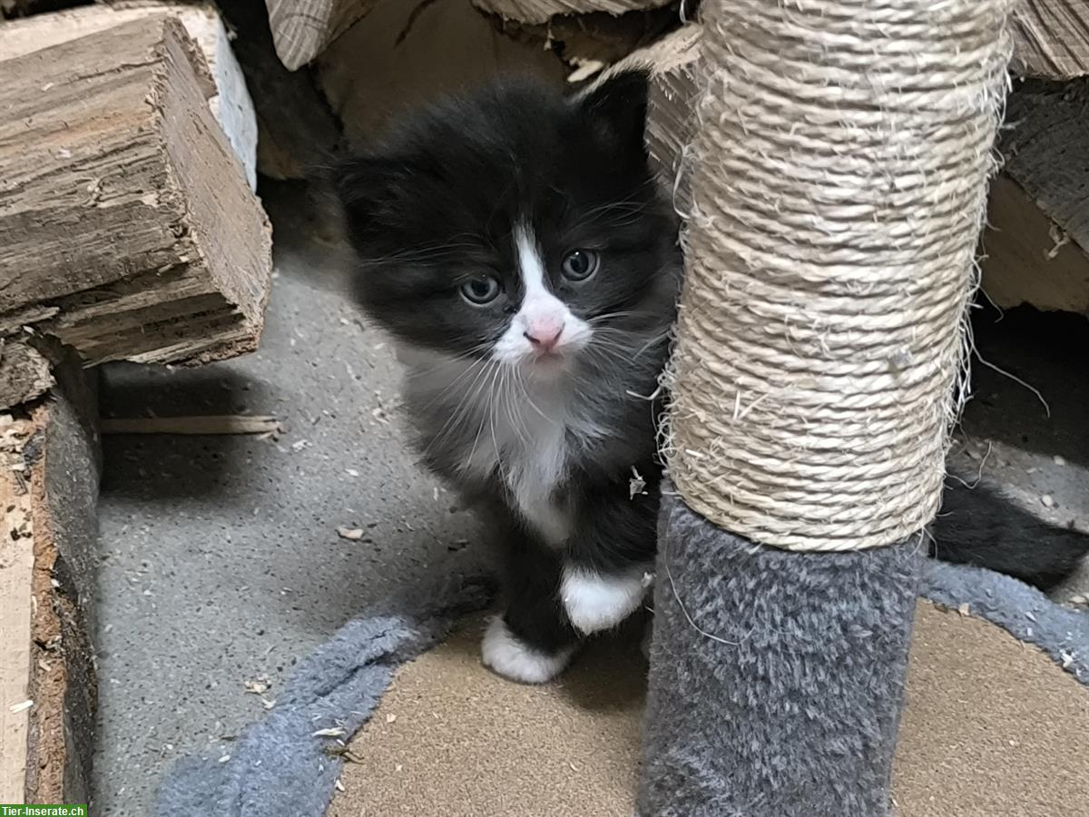 Heilige Birma x Ragdoll & Hofkatze Babys