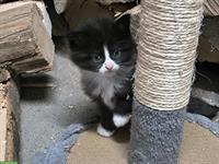 Heilige Birma x Ragdoll & Hofkatze Babys