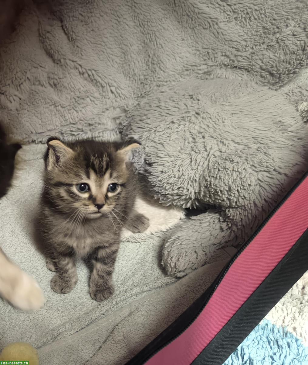Bild 2: Heilige Birma x Ragdoll & Hofkatze Babys