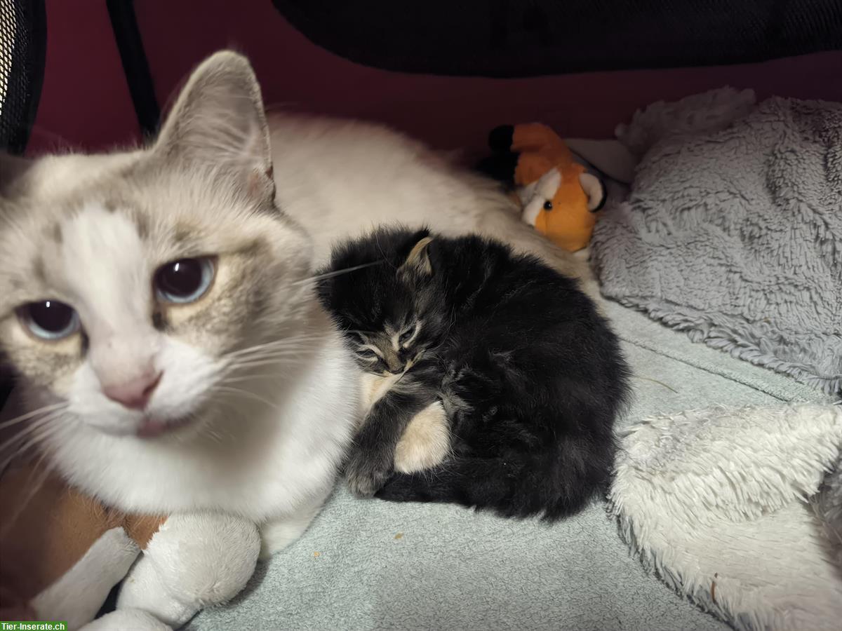 Bild 3: Heilige Birma x Ragdoll & Hofkatze Babys