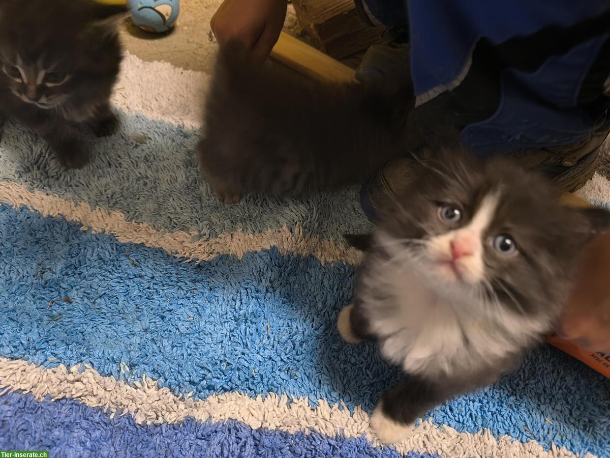 Bild 4: Heilige Birma x Ragdoll & Hofkatze Babys